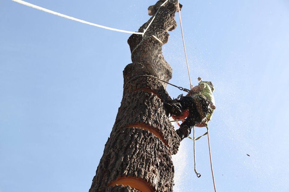 Work Bohmer’s Tree Care