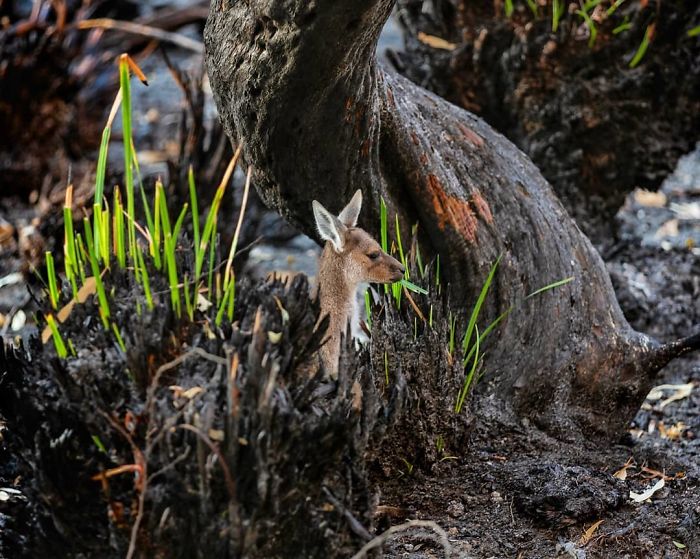 Australian Bushfire Revival: Roads to Recovery in Pictures | Bohmer's