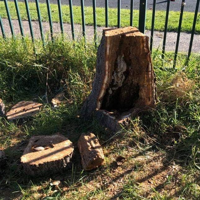 BOHMER'S TREE CARE TREE BEE COLONY