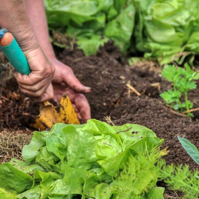 COMMUNITY GARDENS WOLLONGONG ILLAWARRA BOHMER'S TREE CARE