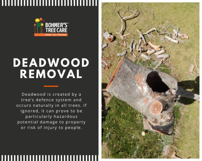 Dead Wood Removal Service